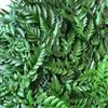 Leatherleaf Green