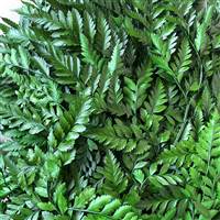 Leatherleaf Green