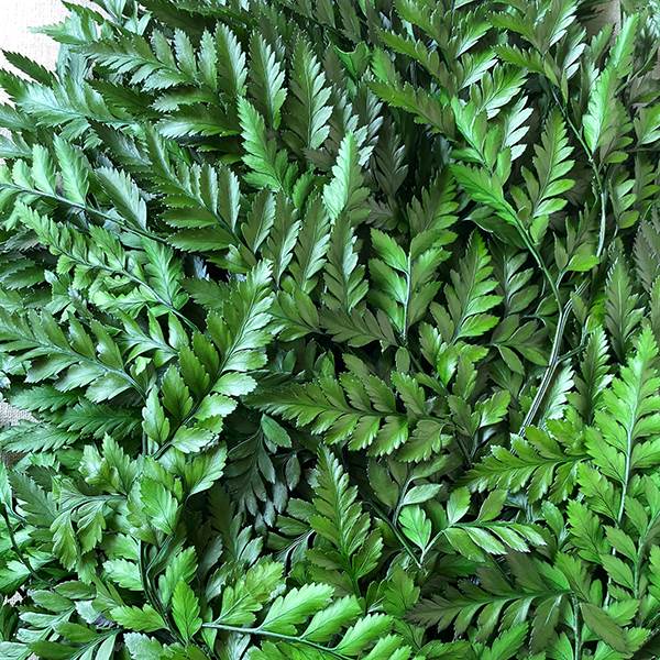 Leatherleaf Green