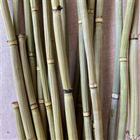 Equisetum Natural