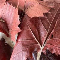 Sycamore Branch Preserved