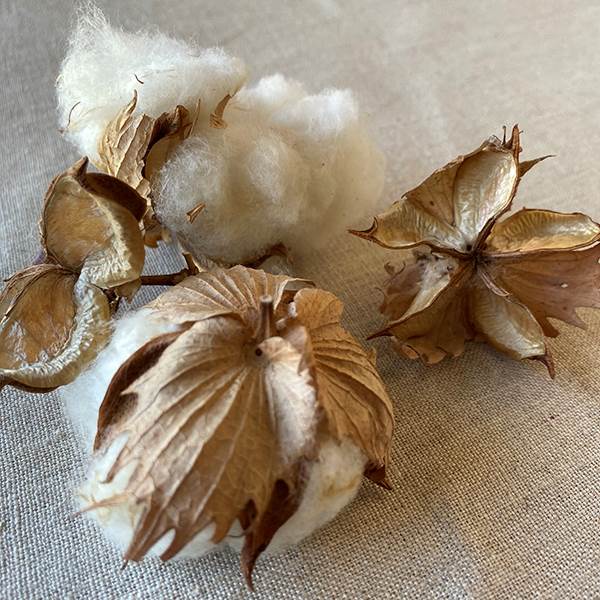 Cotton Bolls Natural