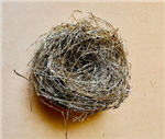 Bird's Nest Goldleaf