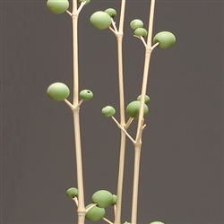 Bamboo Berry Branches Green