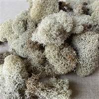 Reindeer Moss Natural