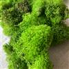 Reindeer Moss Spring Green