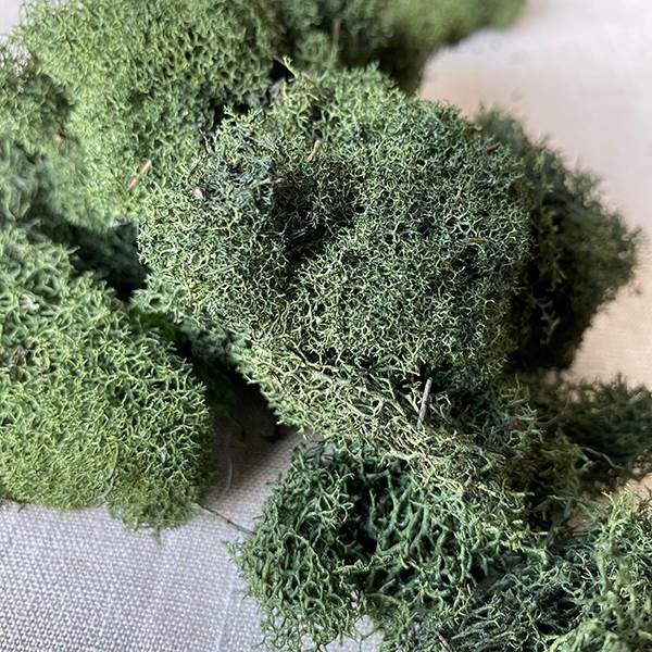 Reindeer Moss Green