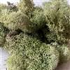 Reindeer Moss Light Green 3lb bulk