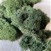 Reindeer Moss Green 3lb bulk