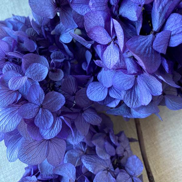 Hydrangea Preserved Purple