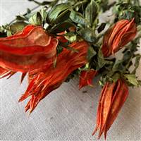 Indian Paintbrush Orange