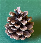 Austriaca Cone Natural Pick