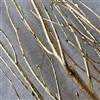 Birch Branches Goldleaf