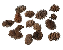 DIY Miniature Craft Natural Pinecones