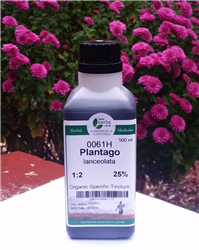 Plantago Lanceolata (Ribwort Leaf) - Large 500ml Organic Tincture