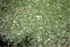 Green fire crystals