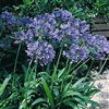 Agapanthus Orientalis Blue