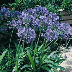 Agapanthus Orientalis Blue