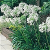 Agapanthus Orientalis White