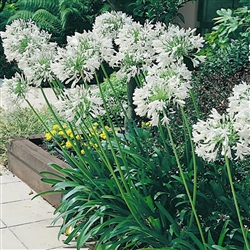 Agapanthus Orientalis White