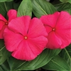 Vinca Cora XDR Punch