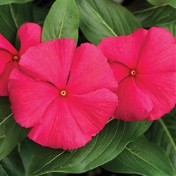 Vinca Cora XDR Punch