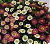 Bellis Peren.Speedstar Mix Pellets