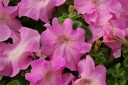 Petunia Limbo Sweet Pink Pelle