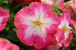 Petunia Mambo Red Morn GP Pellets