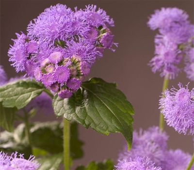 Ageratum Blue Planet Pellets