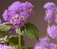 Ageratum Blue Planet