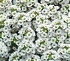 Alyssum Carpet O Snow