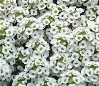 Alyssum Carpet O Snow