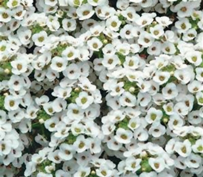 Alyssum Carpet of Snow 2.0
