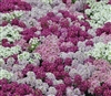 Alyssum Pixie Bright Mix