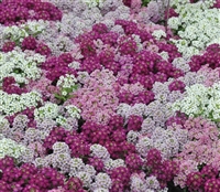 Alyssum Pixie Bright Mix