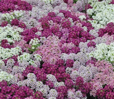 Alyssum Pixie Bright Mix