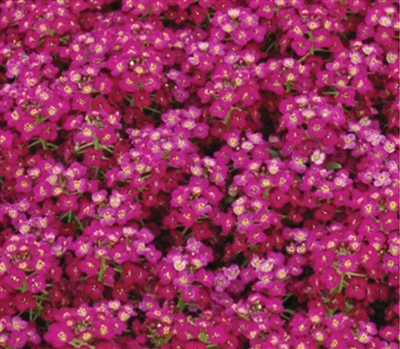 Alyssum Pixie Violet