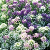 Alyssum Magic Circles Mix