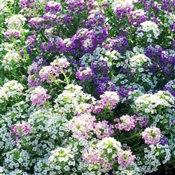 Alyssum Magic Circles Mix