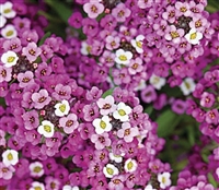 Alyssum Royal Carpet