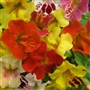 Mimulus Matador Full Mix_disc