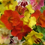 Mimulus Matador Full Mix_disc