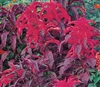 Amaranthus Early Splendour