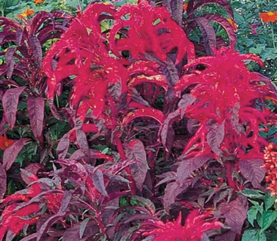 Amaranthus Early Splendour