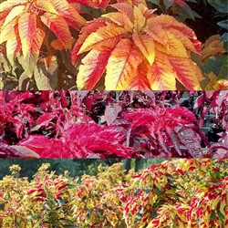 Amaranthus Flying Colours