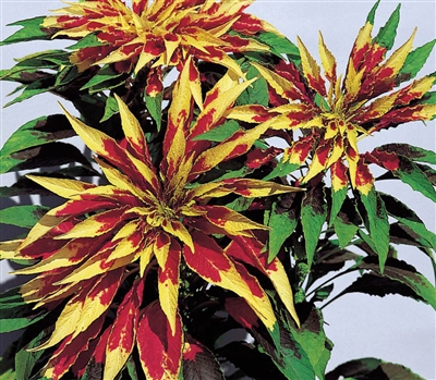 Amaranthus Tricolour Perfecta