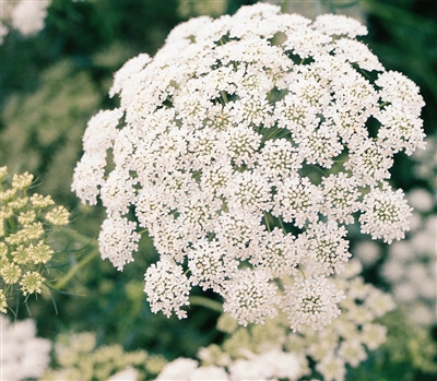 Ammi Majus Queen Of Africa