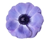 Anemone Marianne Plus Blue