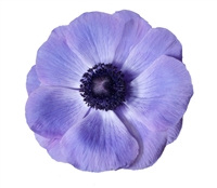 Anemone Marianne Plus Blue